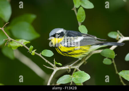 Magnolia Warbler - männlich auf Migration Setophaga Magnolia Golf Küste von Texas, USA BI027670 Stockfoto