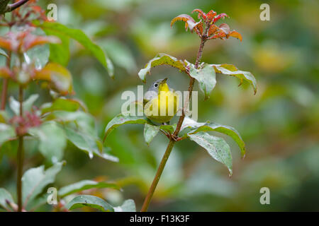 Nashville Warbler - männlich auf Migration Leiothlypis Ruficapilla Golf Küste von Texas, USA BI027678 Stockfoto