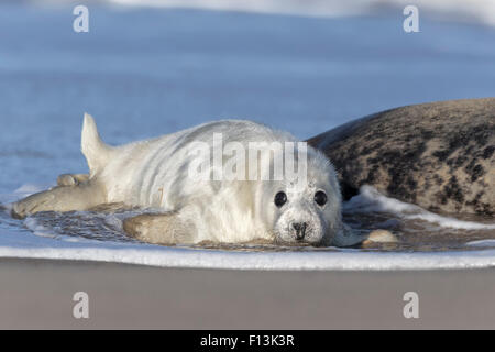 Atlantische Kegelrobben - Welpen 1 Woche alt Stockfoto