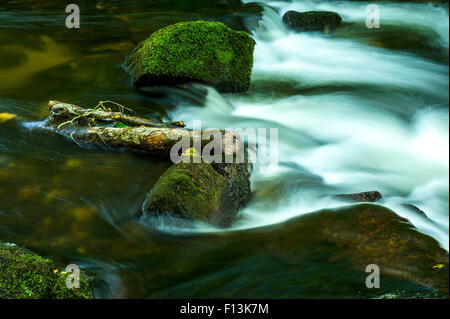 Melden Sie sich, warten darauf, flussabwärts von der stürmischen Wasser gewaschen werden Stockfoto