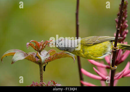 Nashville Warbler - männlich auf Migration Leiothlypis Ruficapilla Golf Küste von Texas, USA BI027681 Stockfoto