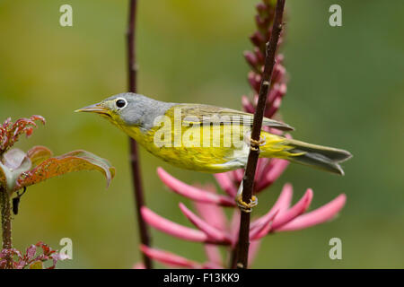 Nashville Warbler - männlich auf Migration Leiothlypis Ruficapilla Golf Küste von Texas, USA BI027682 Stockfoto