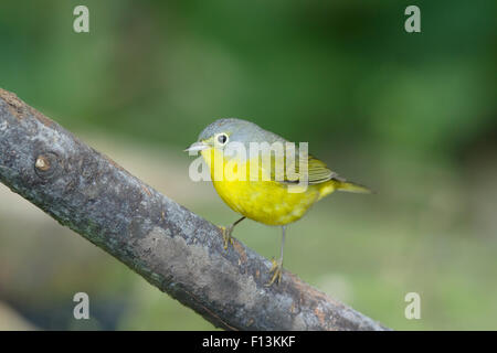 Nashville Warbler - männlich auf Migration Leiothlypis Ruficapilla Golf Küste von Texas, USA BI027683 Stockfoto