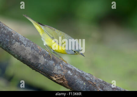 Nashville Warbler - männlich auf Migration Leiothlypis Ruficapilla Golf Küste von Texas, USA BI027685 Stockfoto