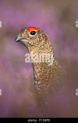 Moorschneehuhn (Lagopus Lagopus Scoticus) auf Heidekraut Moorland, Derwent Rand, Peak District National Park, Derbyshire, UK, August. Stockfoto