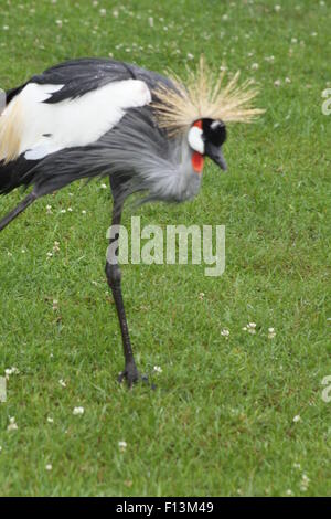 Grey gekrönter Kran (Balearica Regulorum) Wandern in den Regen durchnässt Rasen. Stockfoto