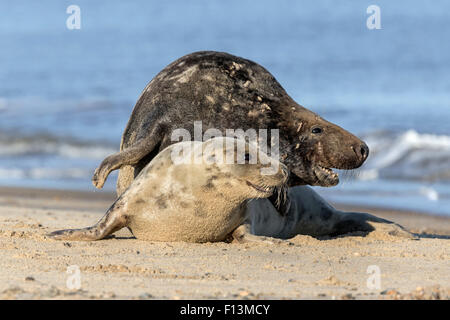 Atlantic Grey Seal Erwachsenen umwerben paar Stockfoto