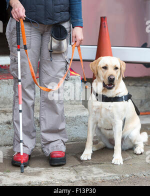 Ein blinder wird von ihrem golden Retriever Hund während des letzten Trainings für den Hund geführt. Die Hunde sind verschiedene tr unterziehen. Stockfoto