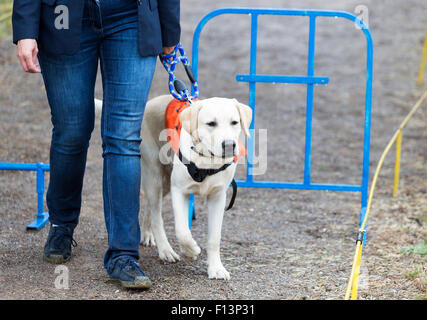 Ein blinder wird von ihrem golden Retriever Hund während des letzten Trainings für den Hund geführt. Die Hunde sind verschiedene tr unterziehen. Stockfoto