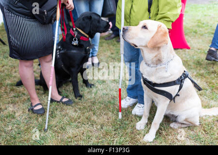 Blinde und Blindenhunde am letzten Training für die Tiere. Die Hunde durchlaufen verschiedene Schulungen vor endlich g Stockfoto
