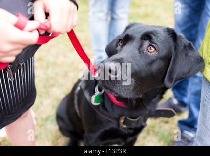 Schwarze Labrador Blindenhund vor dem letzten Training für das Tier. Die Hunde durchlaufen verschiedene Schulungen vor schließlich gegeben Stockfoto