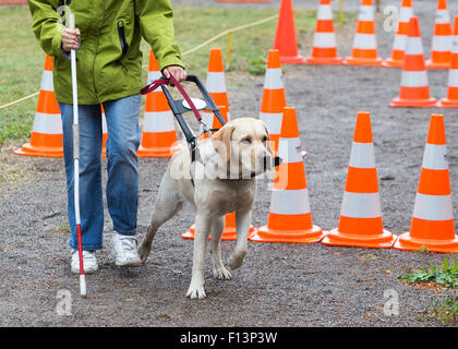 Ein blinder wird von ihrem golden Retriever Hund während des letzten Trainings für den Hund geführt. Die Hunde sind verschiedene tr unterziehen. Stockfoto