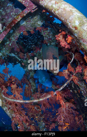 Blauer Drückerfisch und ein roter Mund Zackenbarsch, des Wracks Mast Stockfoto