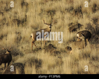 Mule Deer Bucks (Odocoileus Hemionus) auf Nahrungssuche in Nordkalifornien Lava Betten National Monument Stockfoto