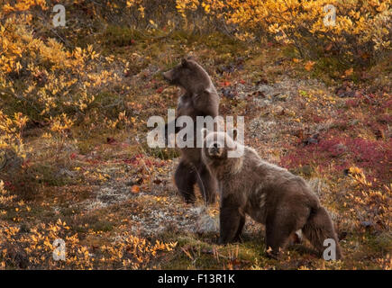 Grizzly Bär (Ursus Arctos) Sau und 2. Jahr Cub in Alarmbereitschaft, Denali-Nationalpark, Alaska Stockfoto