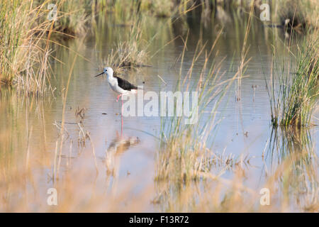 Himantopus Himantopus Vogel auf die natürliche Umwelt. Stockfoto