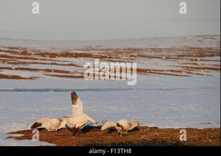 Schneegans (Chen Caerulescens Caerulescens) mobbing Polarfuchs (Vulpes Lagopus), Eiern, Wrangel Island, fernöstlichen Russland, Mai zu stehlen versucht. Stockfoto