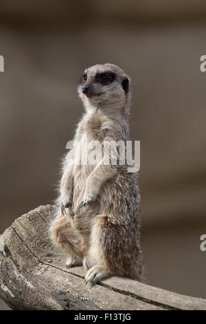 Erdmännchen auf der Suche im Cotswold Wildlife Park, Burford, Oxfordshire Stockfoto