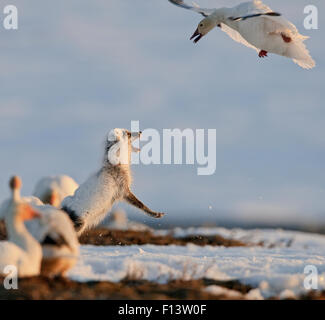 Schneegans (Chen Caerulescens Caerulescens) mobbing Polarfuchs (Vulpes Lagopus), Eiern, Wrangel Island, fernöstlichen Russland, Mai zu stehlen versucht. Stockfoto