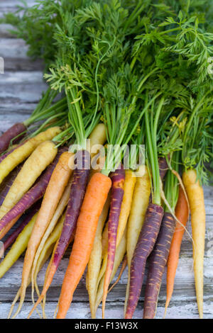 Eine Reihe von bunten Karotten Stockfoto