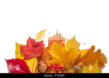 Herbstlaub mit Nüssen, Beeren und Wassertropfen auf einem weißen Hintergrund Stockfoto