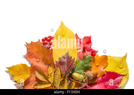 Herbstlaub mit Nüssen, Beeren und Wassertropfen auf einem weißen Hintergrund Stockfoto