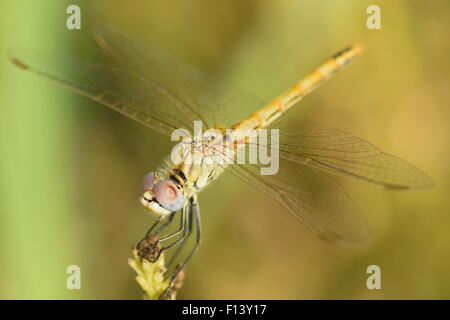 Libelle - rot-veined Darter (Sympetrum Fonscolombii) Stockfoto