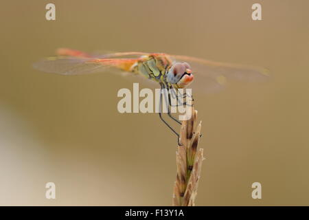 Libelle - rot-veined Darter (Sympetrum Fonscolombii) Stockfoto