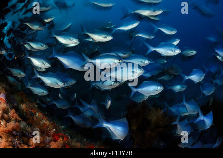 Blaue Maomao (Scorpis Violacea) Untiefe, Poor Knights Islands, Marine Reserve, Neuseeland, Südpazifik, Juli. Stockfoto