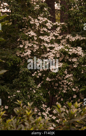 Cornus Angustata EMPRESS OF CHINA Stockfoto