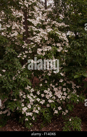 Cornus Angustata "Empress of China" Stockfoto