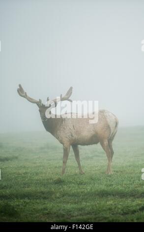 California-Maultier-Rotwild im Nebel. Neblig Wiese von der Point Reyes National Seashore Stockfoto