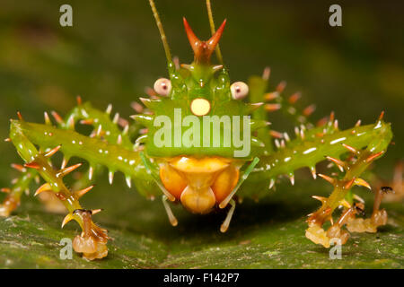 Stachelige Teufel Grashuepfer (Panacanthus Cuspidatus) Porträt, Napo, Ecuador, Oktober. Stockfoto