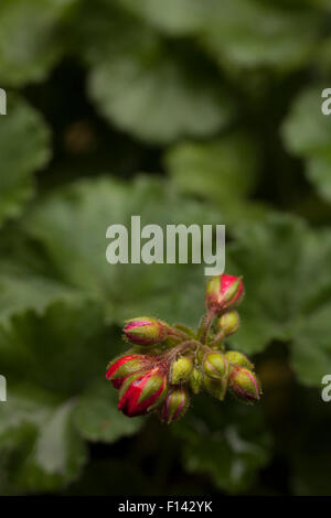 Nahaufnahme einer Geranie Knospen. Stockfoto