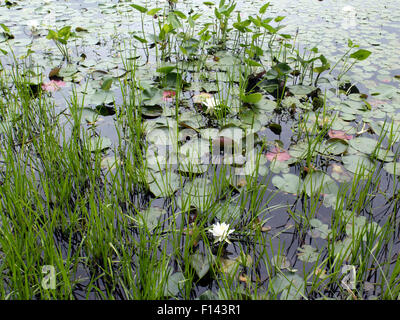 Seerosen in einem Garten in Millbrook, New York. Stockfoto