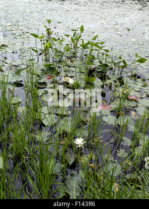 Seerosen in einem Garten in Millbrook, New York. Stockfoto