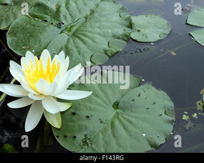 Seerosen in einem Garten in Millbrook, New York. Stockfoto