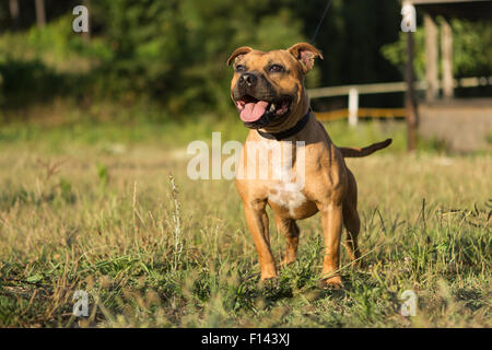 Schöne Staffordshire Bullterrier posiert in einem Park bei Sonnenuntergang Stockfoto