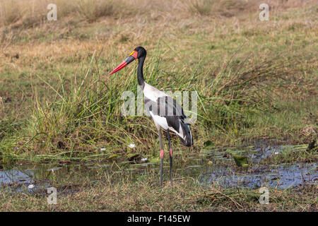 Langbeinige gelb-billed Storch (Mycteria Ibis) stehend auf dem Wasser Kante, Okavango Delta, Norden Botswana, Südafrika Stockfoto