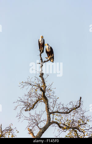 Paar der afrikanischen Fischen Adler, Haliaeetus Vocifer, hocken auf einem Toten Ast, wolkenloser blauer Himmel, Xigera, Okavango Delta, Botswana, Südafrika Stockfoto