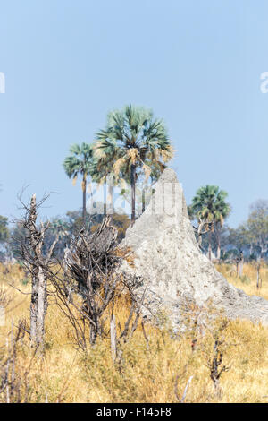 Große konische termite Damm mit Palmen in typischen Savannah Buschland mit wolkenlosem Himmel, Okavango Delta, Botswana Kalahari, Nord, Süd Afrika Stockfoto