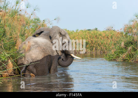 Große 5 Tier anzeigen auf Safari: Afrikanischer Elefant (Loxodonta Africana) in einer Wasserstraße, Okavango Delta, Norden Botswana, Südafrika Stockfoto