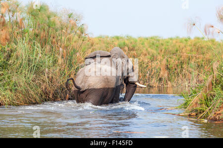 Big 5 auf Safari: Afrikanischen Busch Elefant (Loxodonta africana) in einer Wasserstraße, Moremi Game Reserve, Okavango Delta, Botswana Kalahari, Nord, Süd Afrika Stockfoto