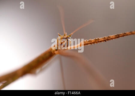 Stabheuschrecke in Cappas Insectozoo, Vila Ruiva, Kuba, Portugal Stockfoto