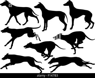 Satz von eps8 bearbeitbare Vector Silhouetten der Windhund Hunde laufen, stehen und traben Stock Vektor