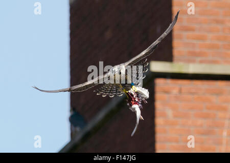 Wanderfalke (Falco Peregrinus), juvenile im Flug mit Resten der wilde Taube. Bristol, UK. Juli. Stockfoto