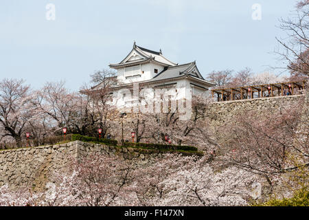 Japan, Tsuyama schloss. Die beiden Ebene Bitchu Yagura, bicchu Wachtturm, Revolver, am Rande des erhöhten honmaru auf der Ishigaki Steinmauer. Blue Sky. Stockfoto