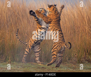 Bengal Tiger (Panthera Tigris Tigris) 11 Monate jungen spielen, kämpfen, Ranthambhore National Park, Indien. Stockfoto