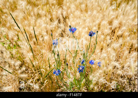 Spritzer blaue Kornblume auf einem goldenen Hintergrund von Weizen-ähnliche Anpflanzungen. Stockfoto