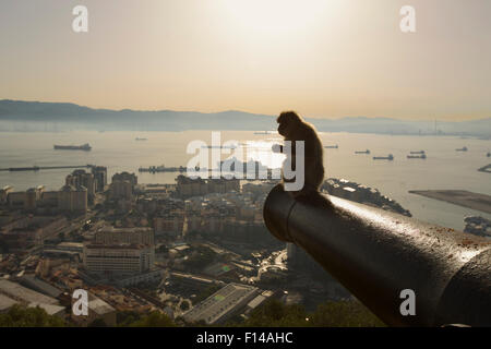 Berberaffe (Macaca Sylvanus) Rastplatz auf alten Canon bei Sonnenaufgang mit Blick über aussehende Gibraltar Stadt oberen Felsen von Gibraltar Nature Reserve, Gibraltar, Juni. Stockfoto